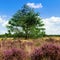 Beautiful heathland Kuestenheide in Cuxhaven, Germany