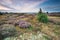 Beautiful heathland in summer