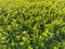 Beautiful hedge or boxwood lawn. Young shoots and branches of a shrub plant grew in the spring. Warm sun rays. Bright green leaves