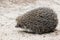 Beautiful hedgehog running along the sandy path in the wild close