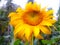 Beautiful Helianthus annuus flowers, beautiful sunflower image