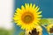 Beautiful helianthus sun flower against a colorful background.