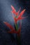 Beautiful Heliconia blooming in the rains