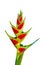 Beautiful Heliconia flower blooming in vivid color