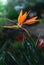 Beautiful Heliconia flower on moody tone