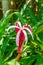 Beautiful heliconia flower in natural habitat