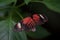 Beautiful heliconius melpomene butterfly on a leave
