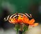 A beautiful heliconius zebra butterfly on orange flowers
