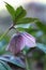 Beautiful hellebore flower in the garden. Selective focus.