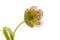 Beautiful hellebore flower isolated