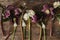 Beautiful helleborus, muscari, daffodils flat lay on rustic wooden background. First spring flowers gardening. Floral spring