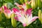 Beautiful hemerocallis, pink flowers