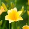 Beautiful hemerocallis, yellow flower