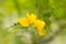 Beautiful hemerocallis, yellow flower. Macro photos