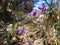 Beautiful Hepatica flowers