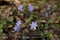 Beautiful hepatica nobilis in the forest at spring day