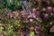 Beautiful herbaceous shrub plant Coleus