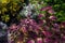 Beautiful herbaceous shrub plant Coleus