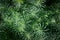 Beautiful herbal background spurge cypress