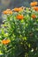 Beautiful herbal calendula field in spring time