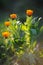 Beautiful herbal calendula with sun rays