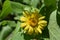 Beautiful herbal yellow flowers called leopards bane