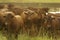 Beautiful herd of Bonsmara cattle from South Africa