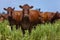 Beautiful herd of Bonsmara cattle from South Africa