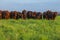 Beautiful herd of Bonsmara cattle from South Africa