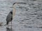 Beautiful heron royal river fishing big feathers beak