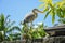 Beautiful heron walking on the fence