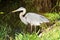 Beautiful heron through water - Everglades National park - Florida - USA