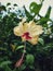 Beautiful hibiscus blooms in the home garden