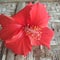 Beautiful  hibiscus flower red color on woven bamboo