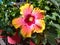 Beautiful Hibiscus on my shopping trip on a great trip to Florida!