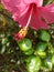 Beautiful hibiscus pistil in the garden