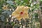 Beautiful Hibiscus rosa-sinensis Flower Close up Photo.