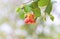 Beautiful of Hibiscus tiliaceus flower on natural light and light bokeh background in mangrove forest of Thailand