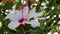 Beautiful Hibiscus with white pink flowers from South Africa