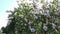 Beautiful Hibiscus with white pink flowers from South Africa