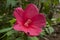 Beautiful hibiscuses moscheutos that blooms in summer