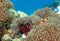 Beautiful Hidden Clown Fish on Anemone