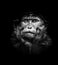 Beautiful high contrast black and white portrait of bonnet macaque monkey