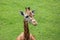Beautiful high giraffe spots wild long neck fast horns