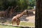 Beautiful high giraffes in Africa on a sunny day