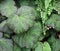 The beautiful and high textured leaves of Begonia Artshade.