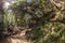 Beautiful hike path alongside the creak at Santa Anita Canyon, Angeles National Forest, San Gabriel Mountain Range near