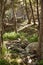 Beautiful hike path alongside the creak at Santa Anita Canyon, Angeles National Forest, San Gabriel Mountain Range near