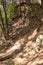 Beautiful hike path alongside the creak at Santa Anita Canyon, Angeles National Forest, San Gabriel Mountain Range near