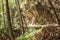 Beautiful hike path alongside the creak at Santa Anita Canyon, Angeles National Forest, San Gabriel Mountain Range near